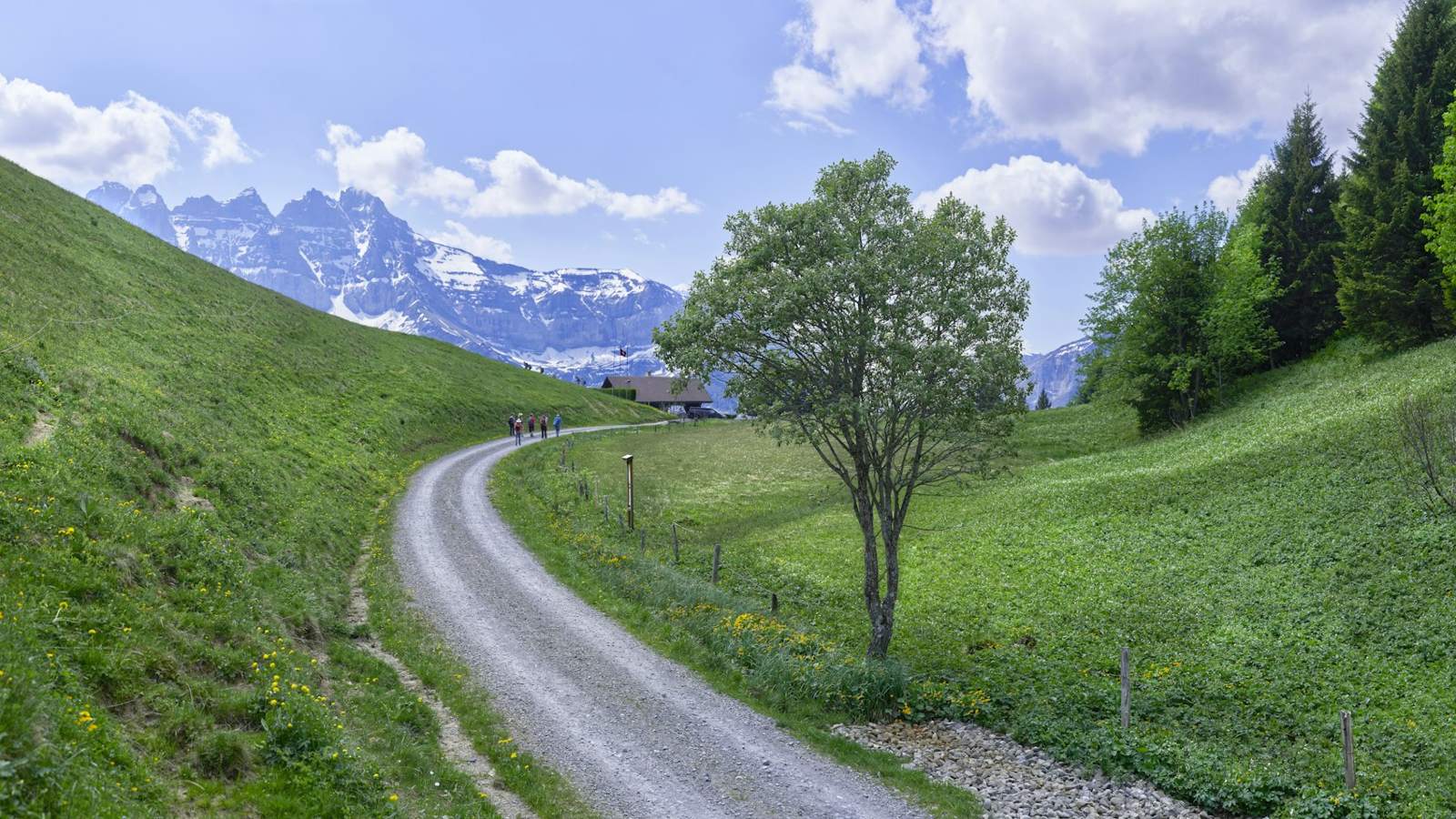 Hikers on a gravel path through an alpine meadow
