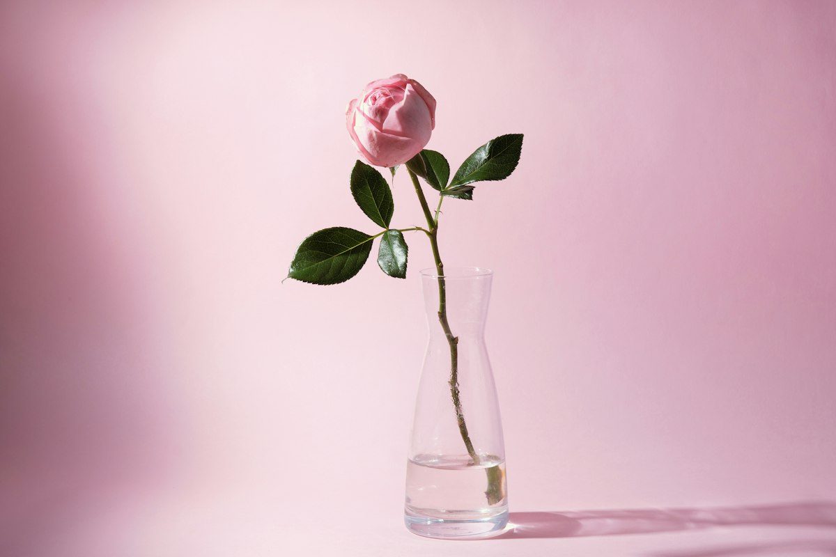 A single pink rose in a glass vase