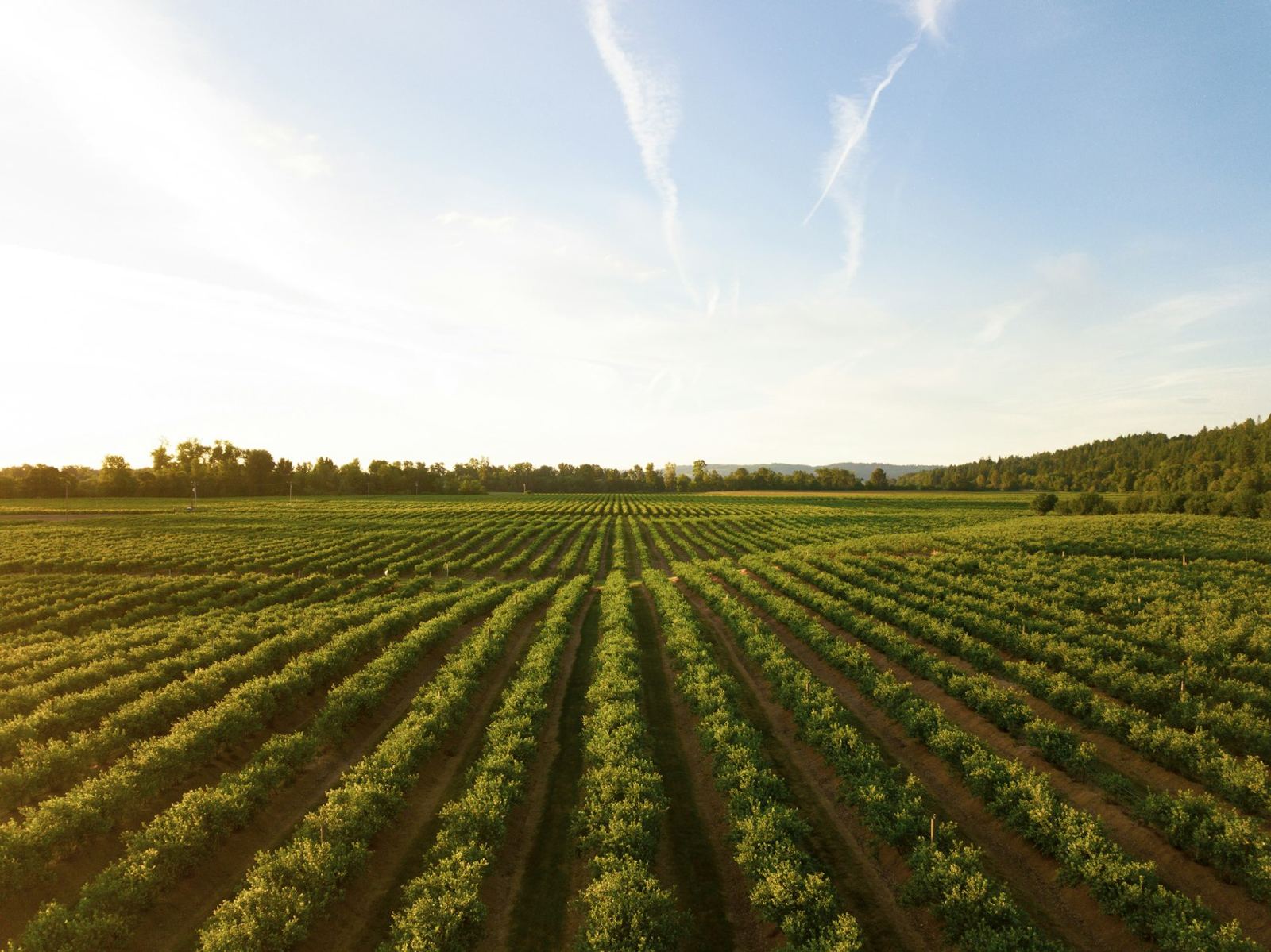Wide field of crop rows under a bright sky