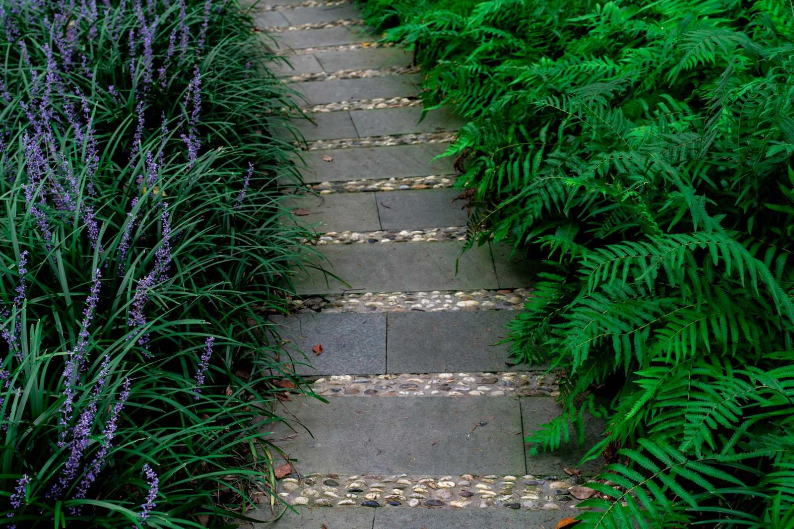 Stone steps through ferns and lilyturf