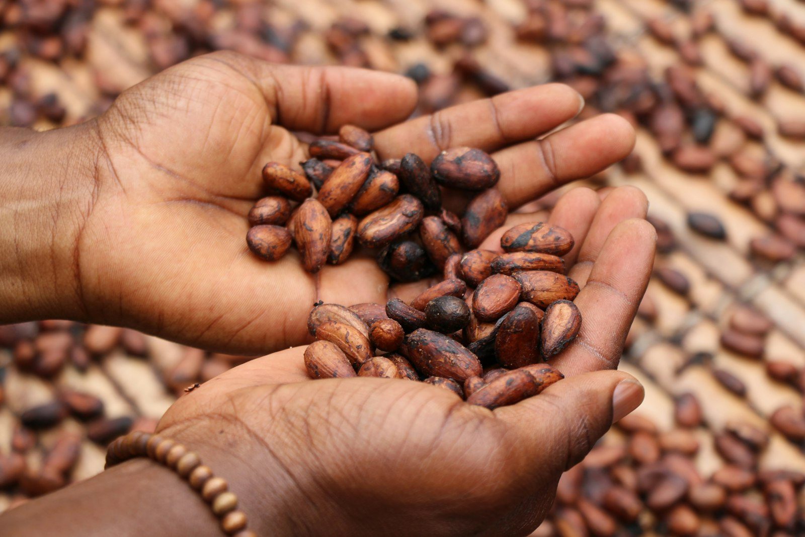 Hands holding cacao beans