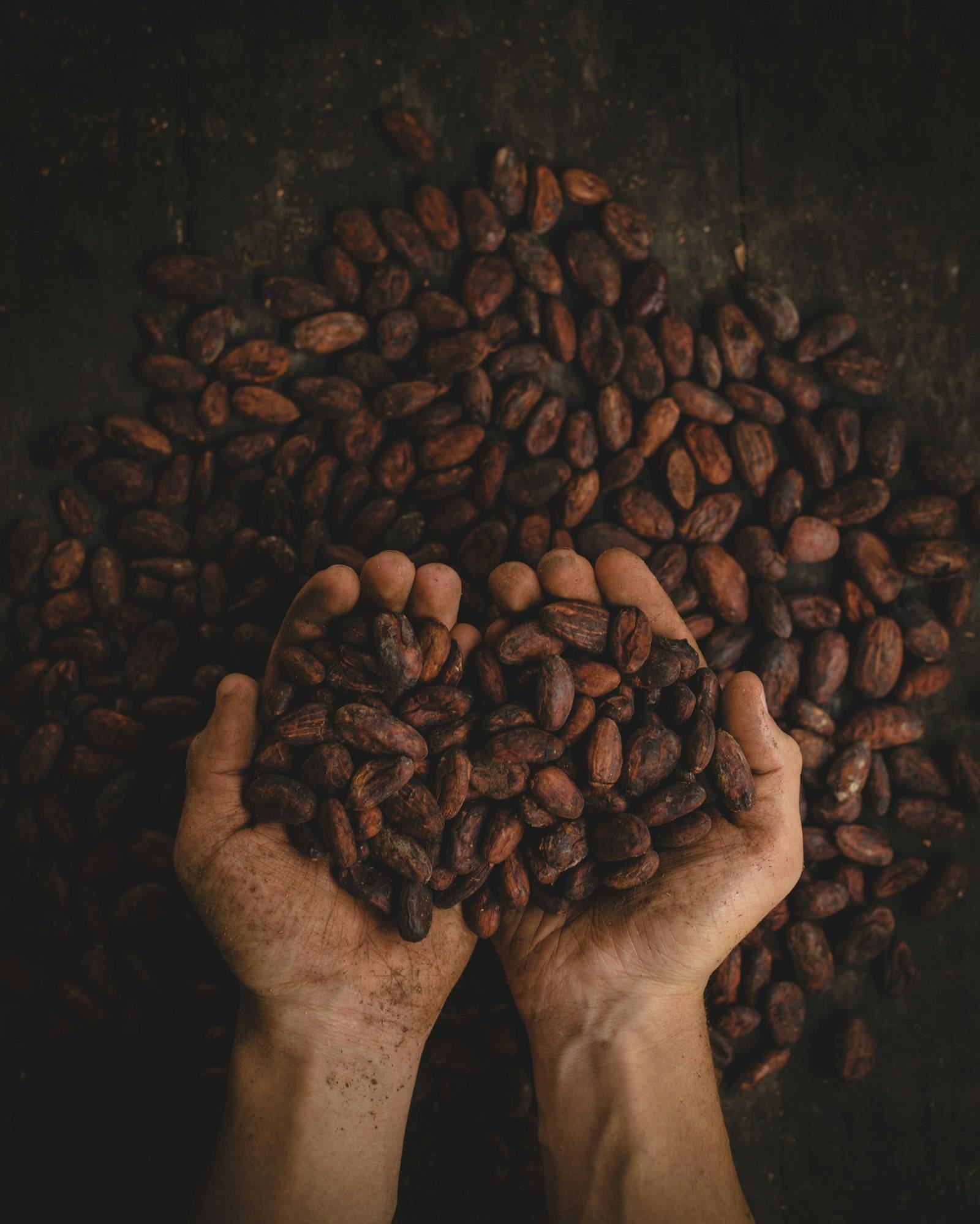 Hands holding roasted cacao beans