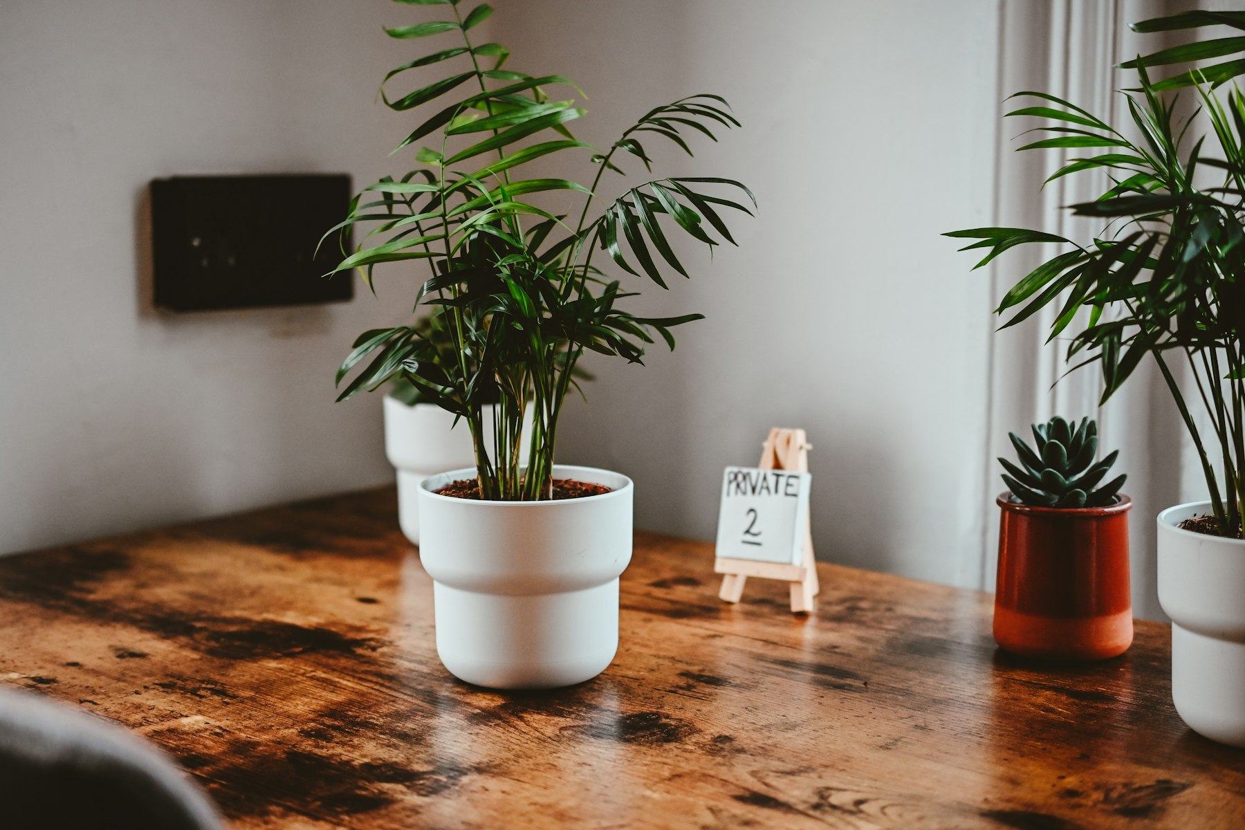 Three potted plants on a wooden table