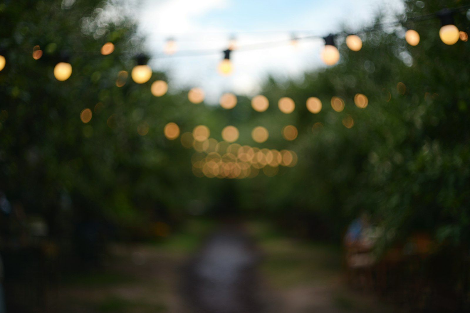 Bistro lights along a garden path