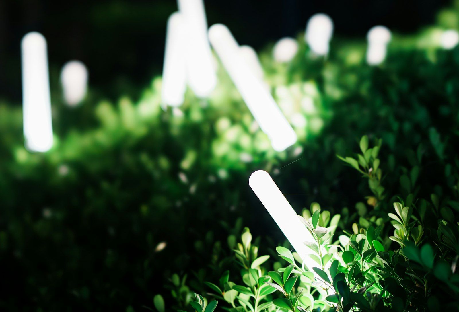 Glowing garden lights among leaves