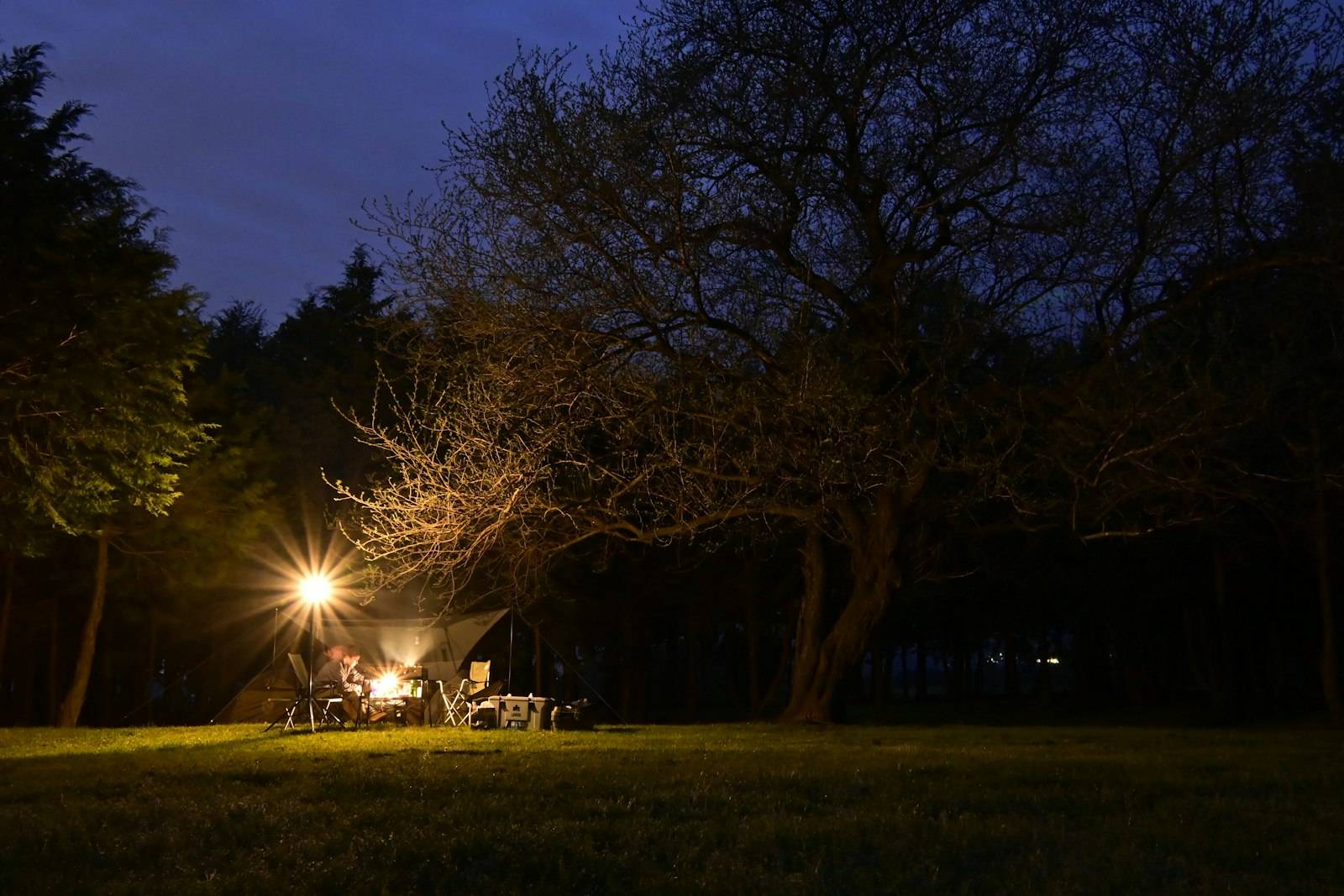 Tree lit at night