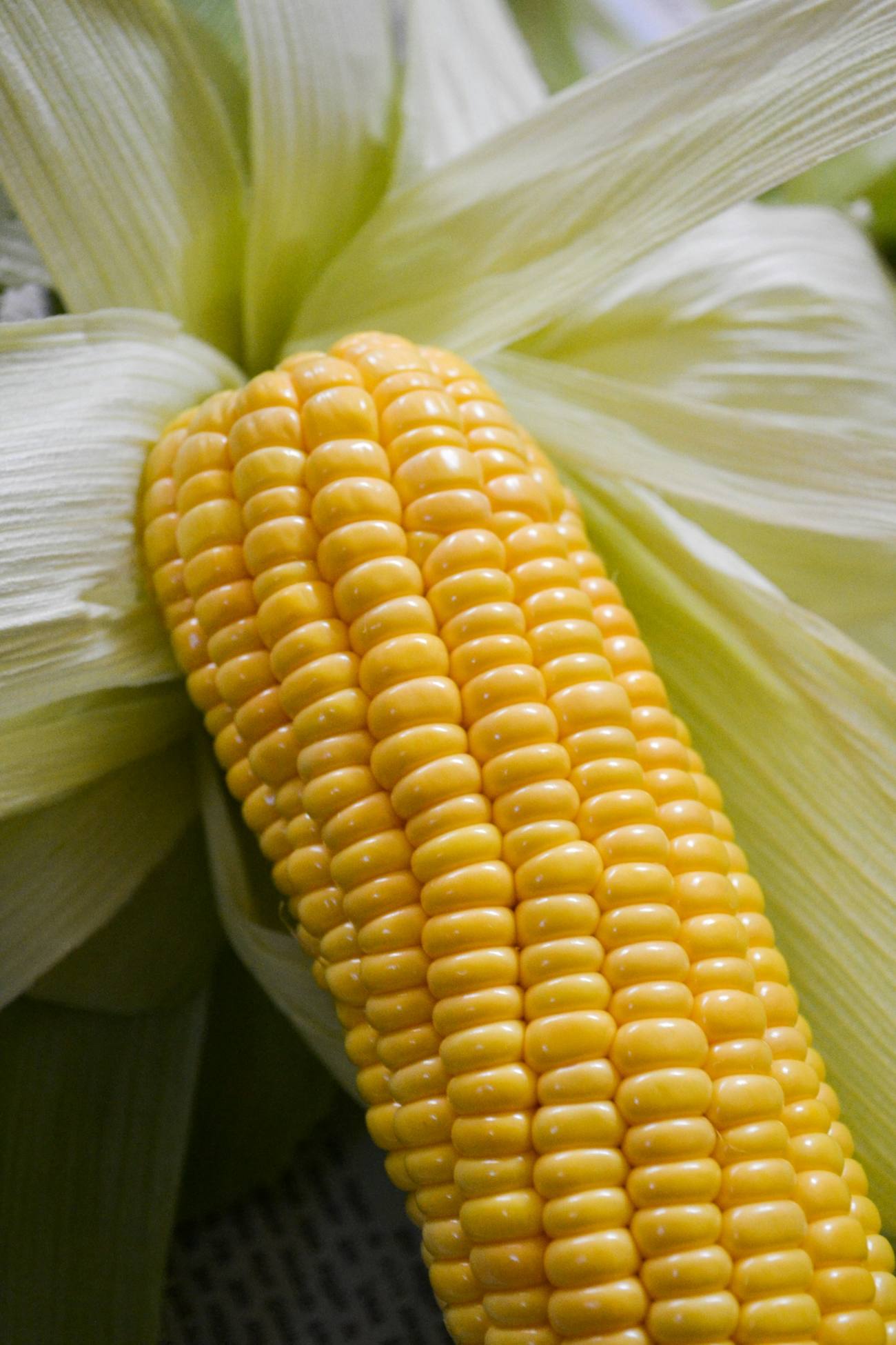 Ear of corn in husk