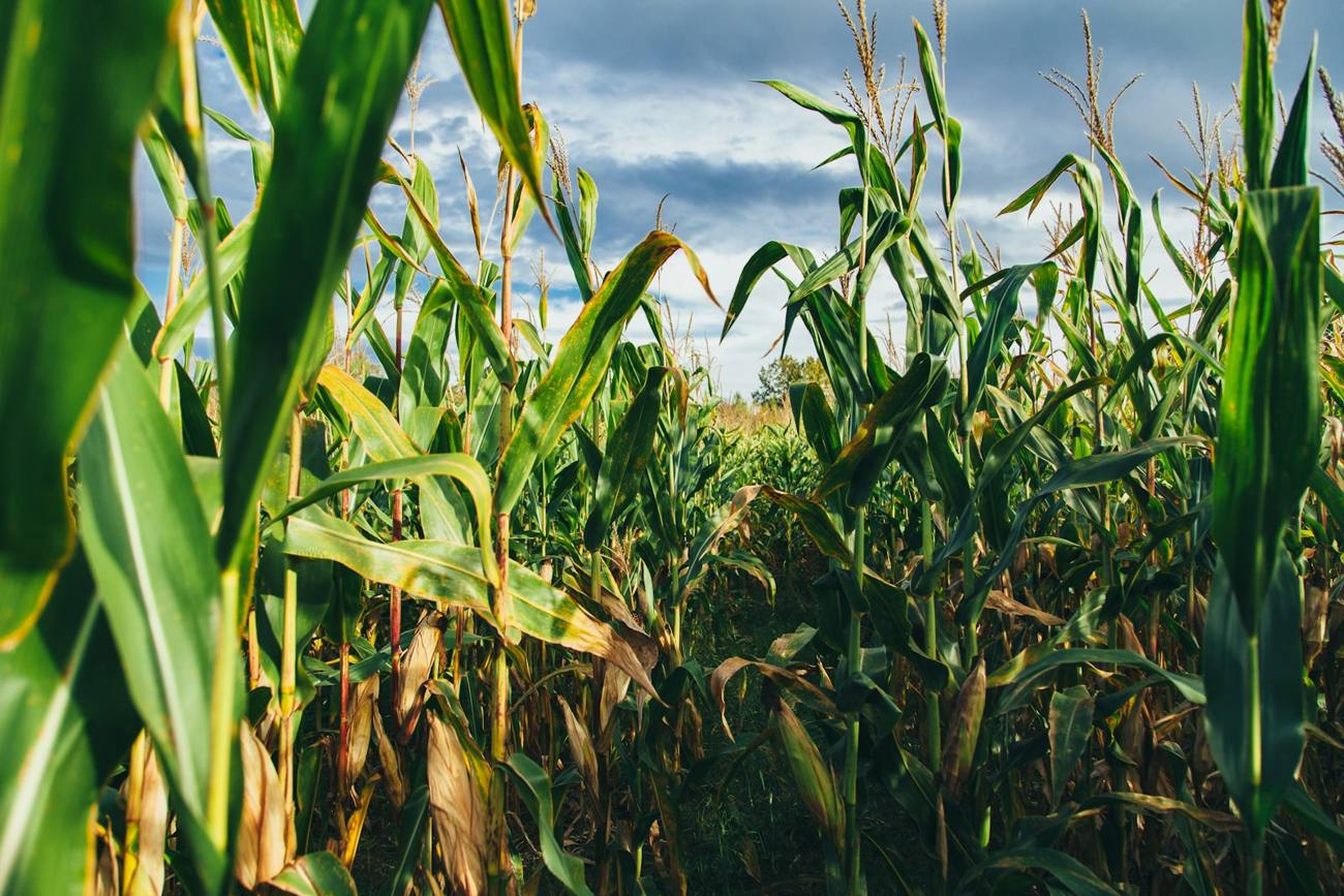 Tall green corn plants