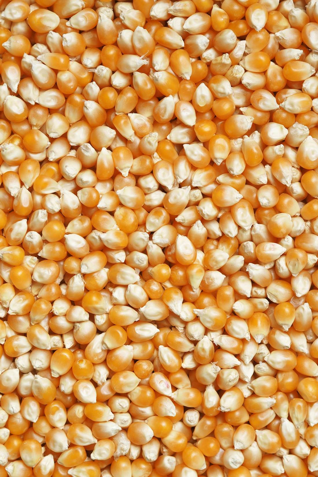 Dried corn kernels