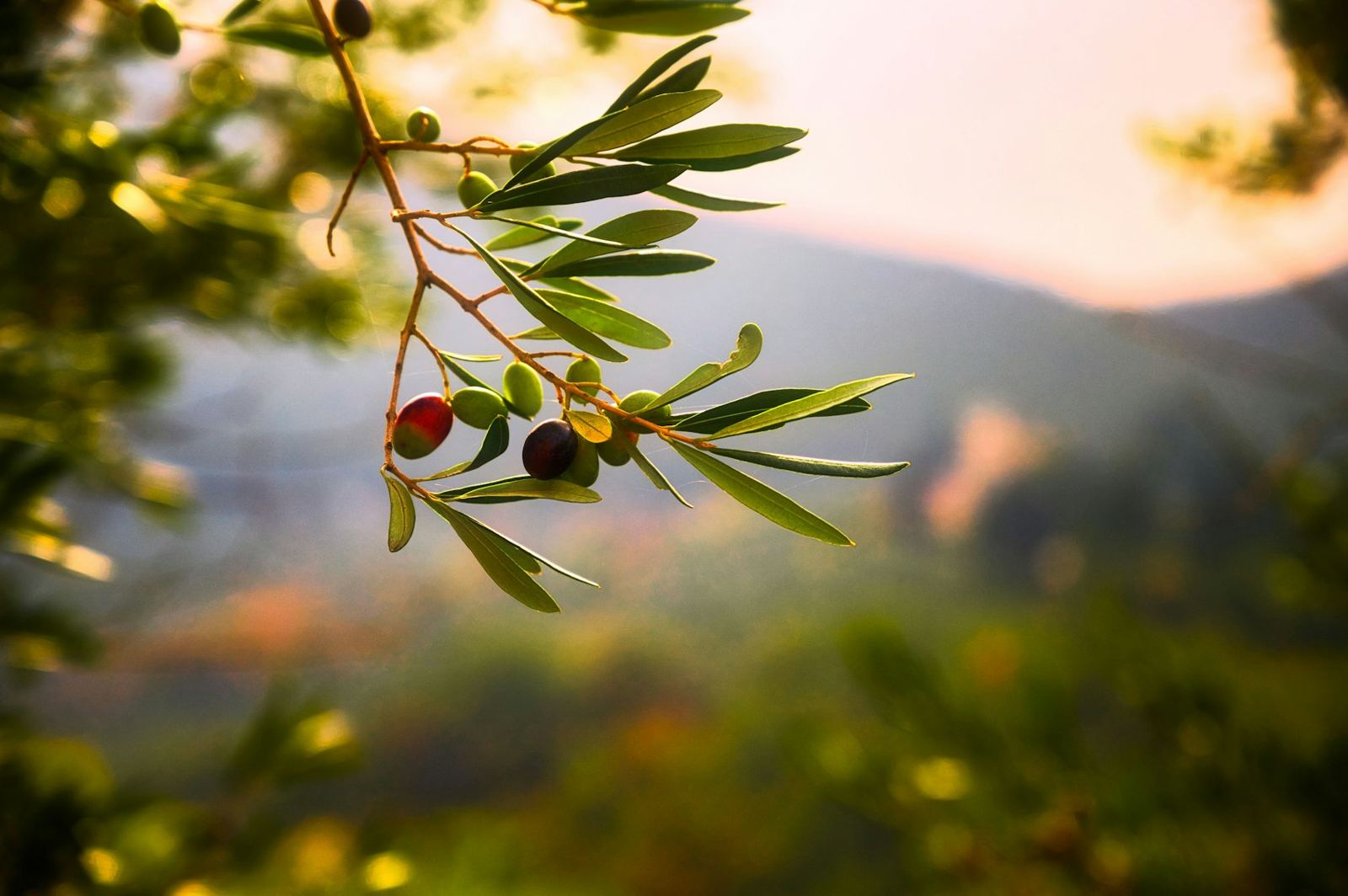 Olive branch with ripening fruit