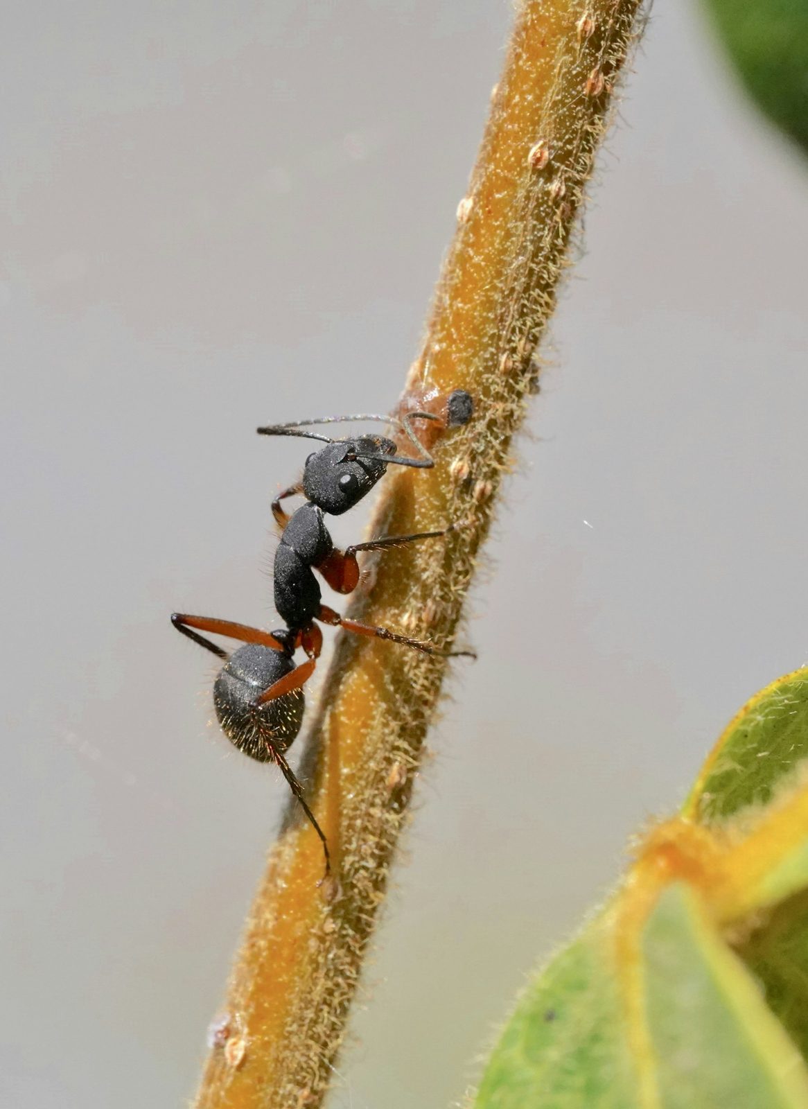 Ants