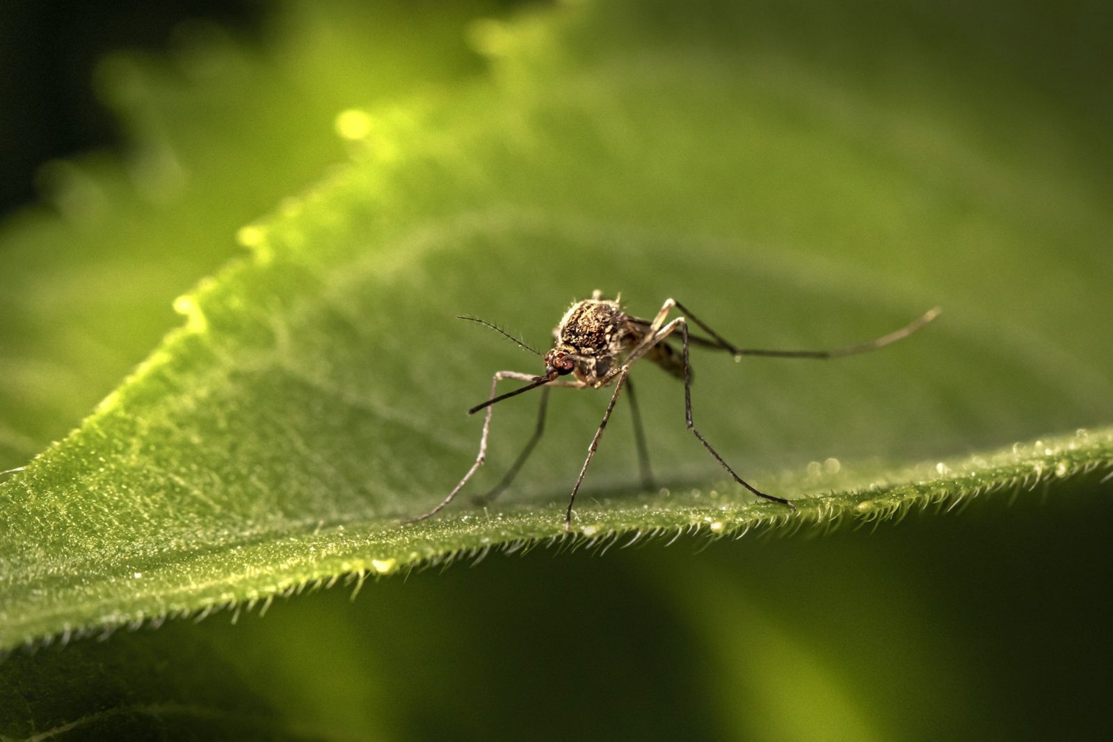 Mosquitoes