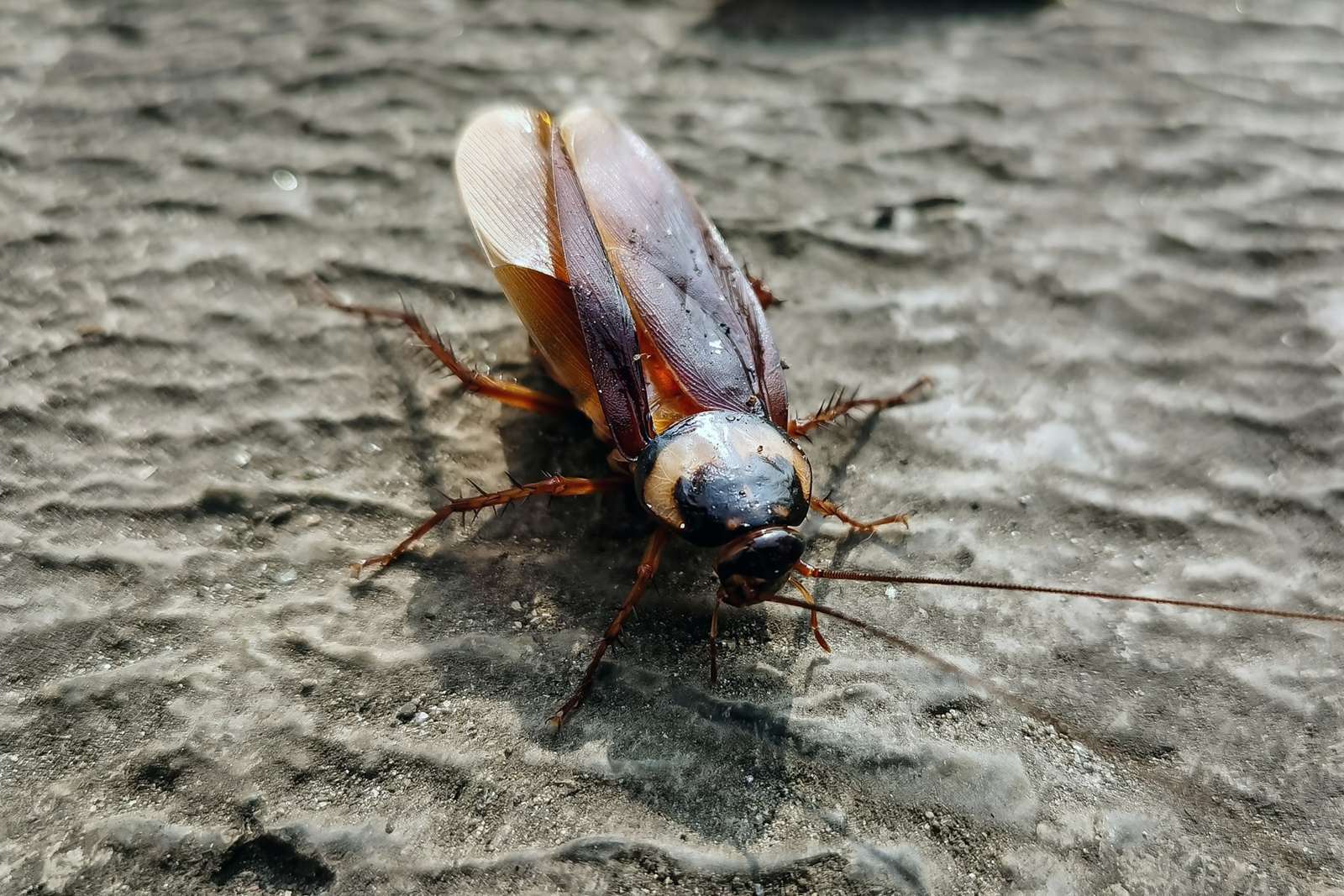 Cockroaches