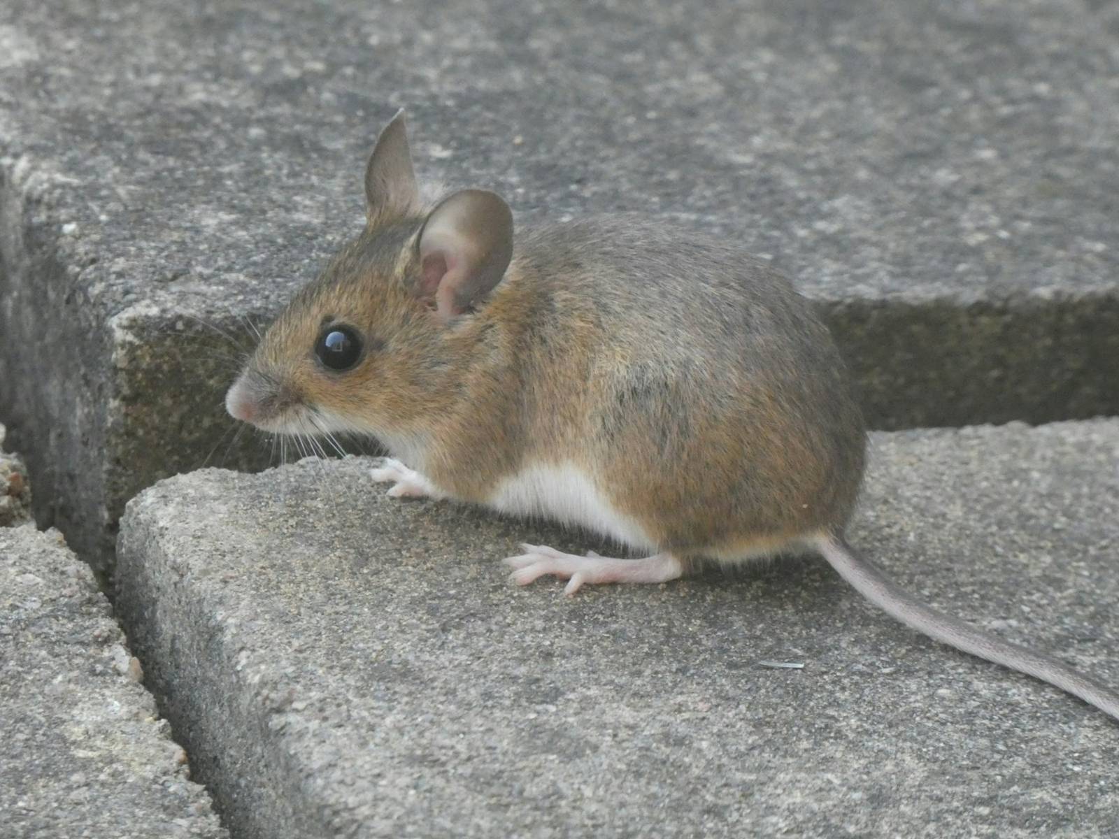 Rodents