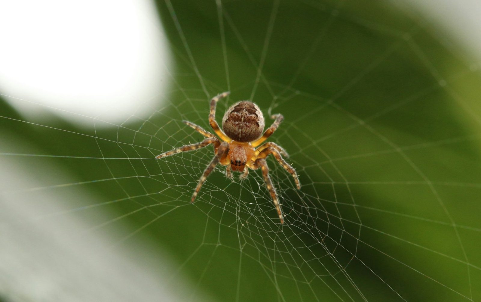 Spiders