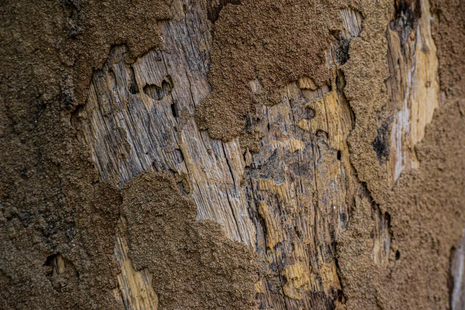 Termites