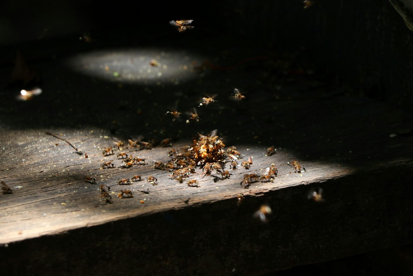 Wasps & bees