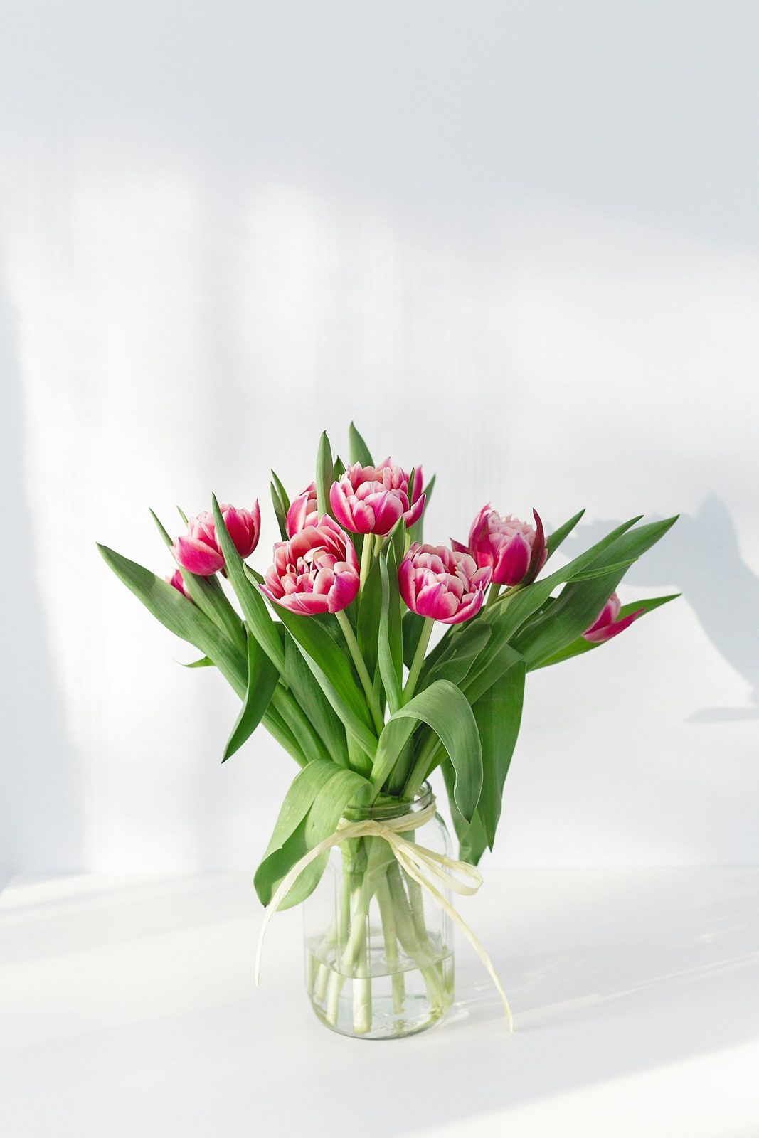 spring tulips