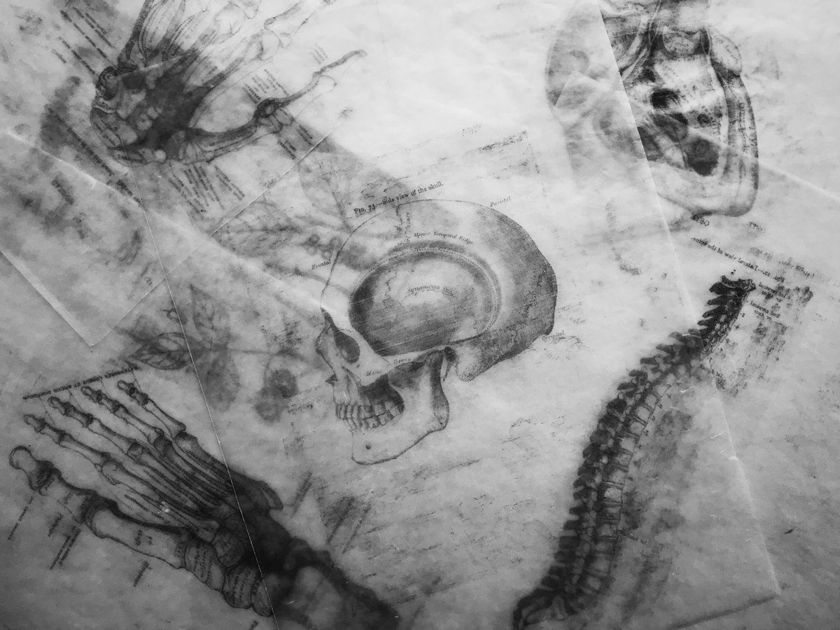 Grayscale photography of human skull sketch