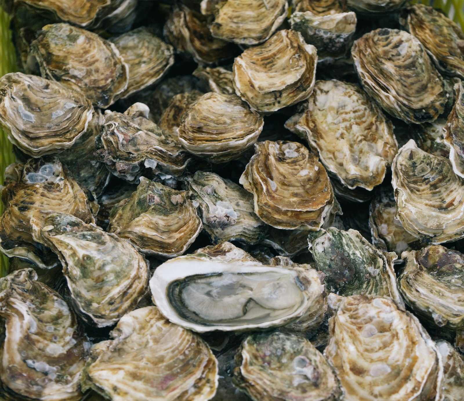 Oysters on ice