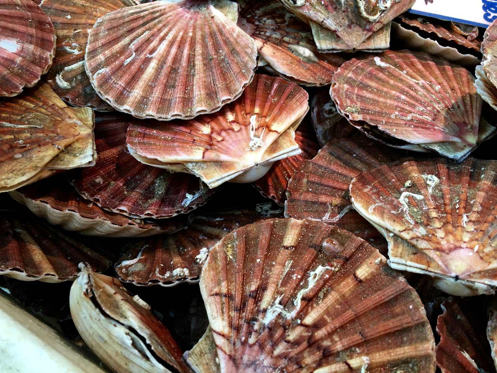 Seared scallops
