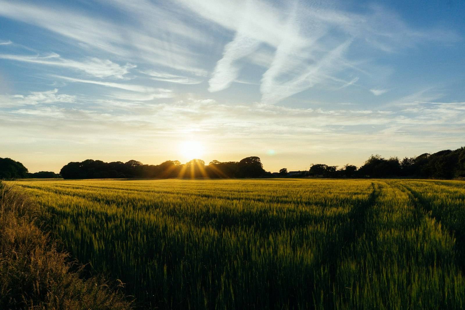 Sun setting over a farm field