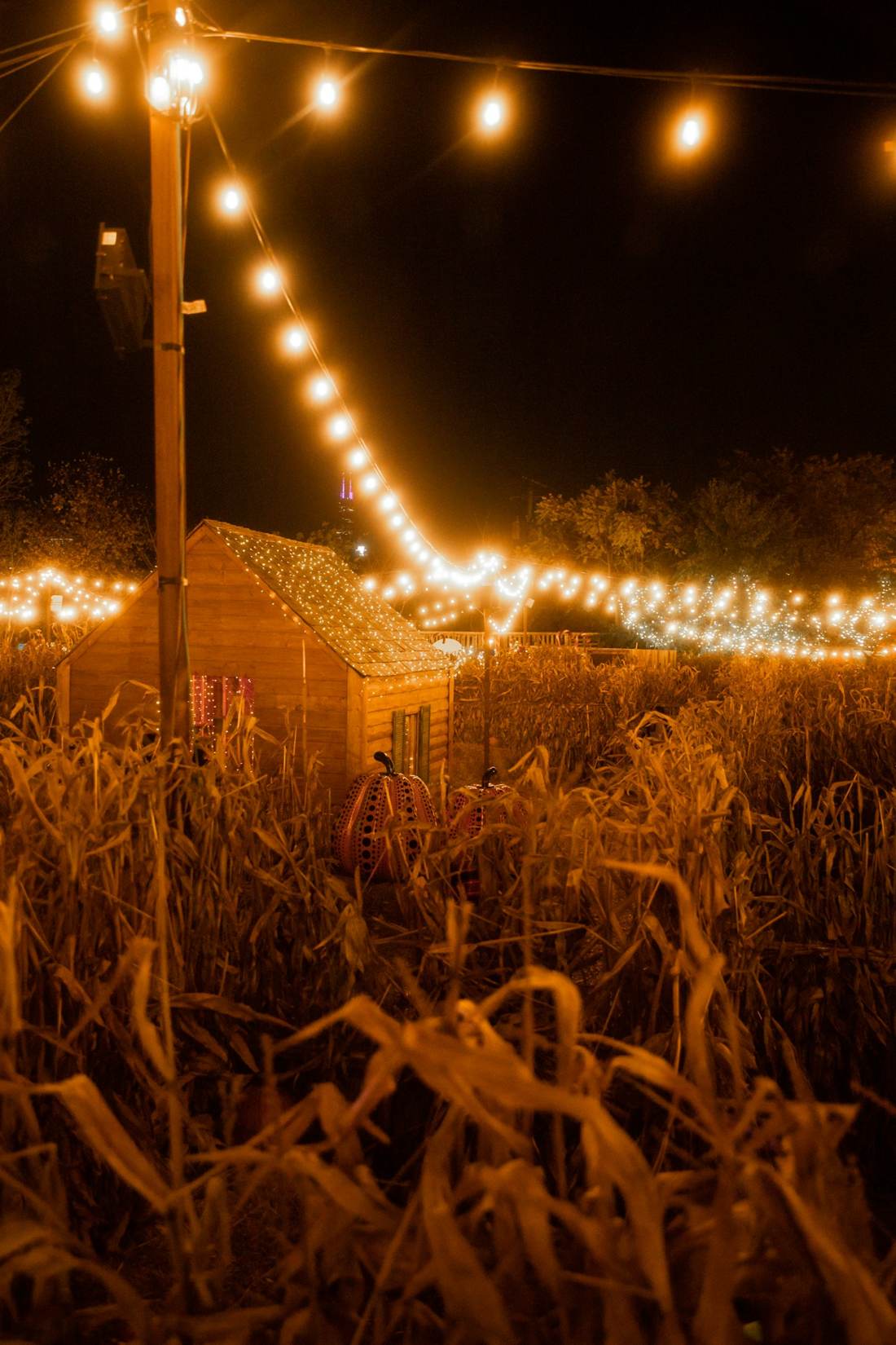 String lights over tall grass
