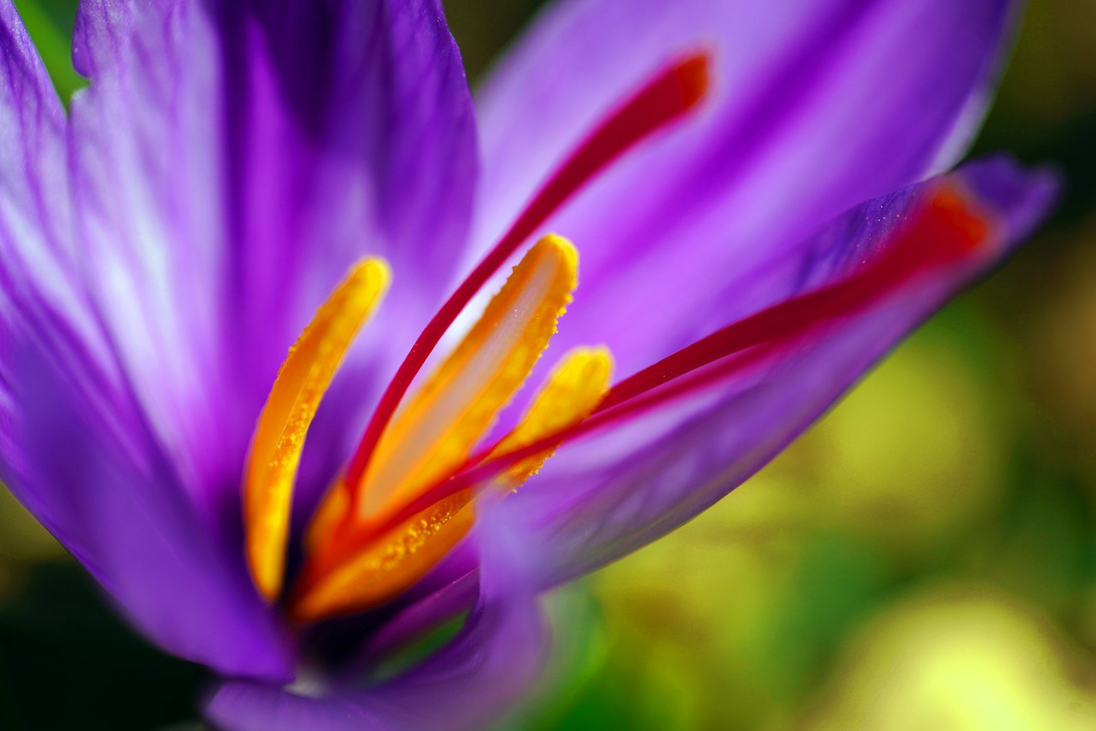 Saffron crocus flower