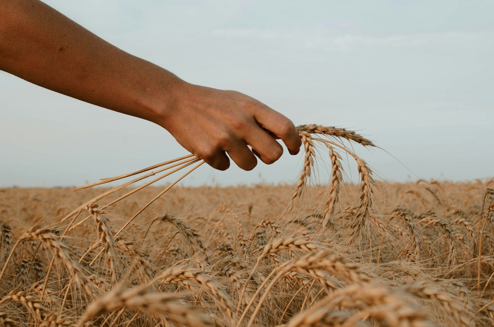 GRAIN