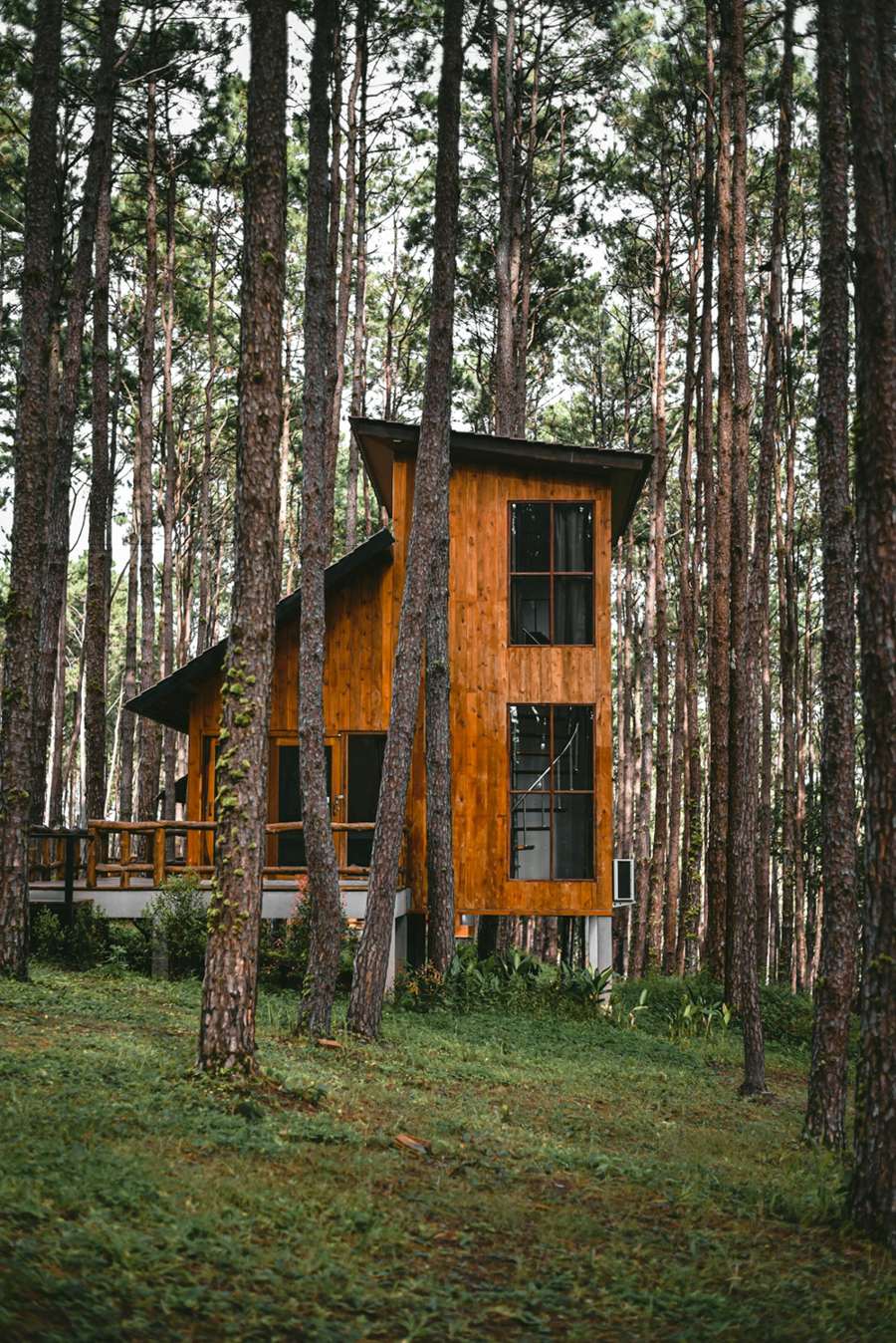 A timber-clad home among tall pines