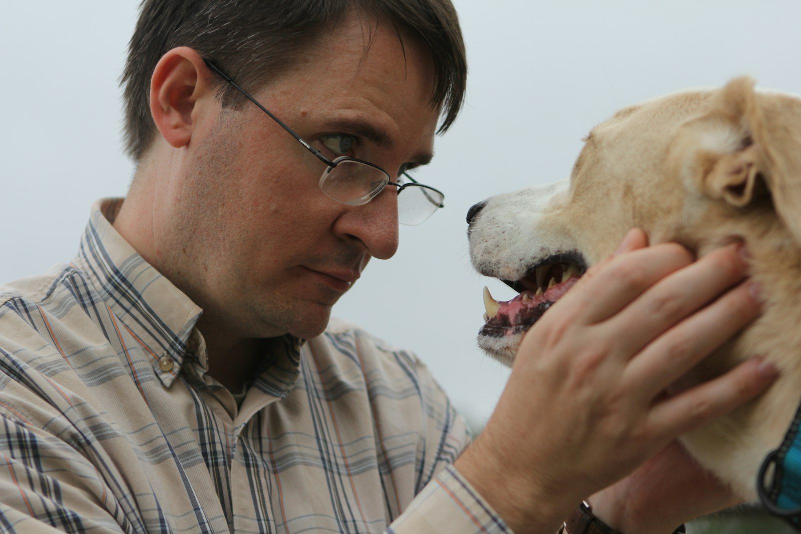 Veterinarian examining a dog's mouth