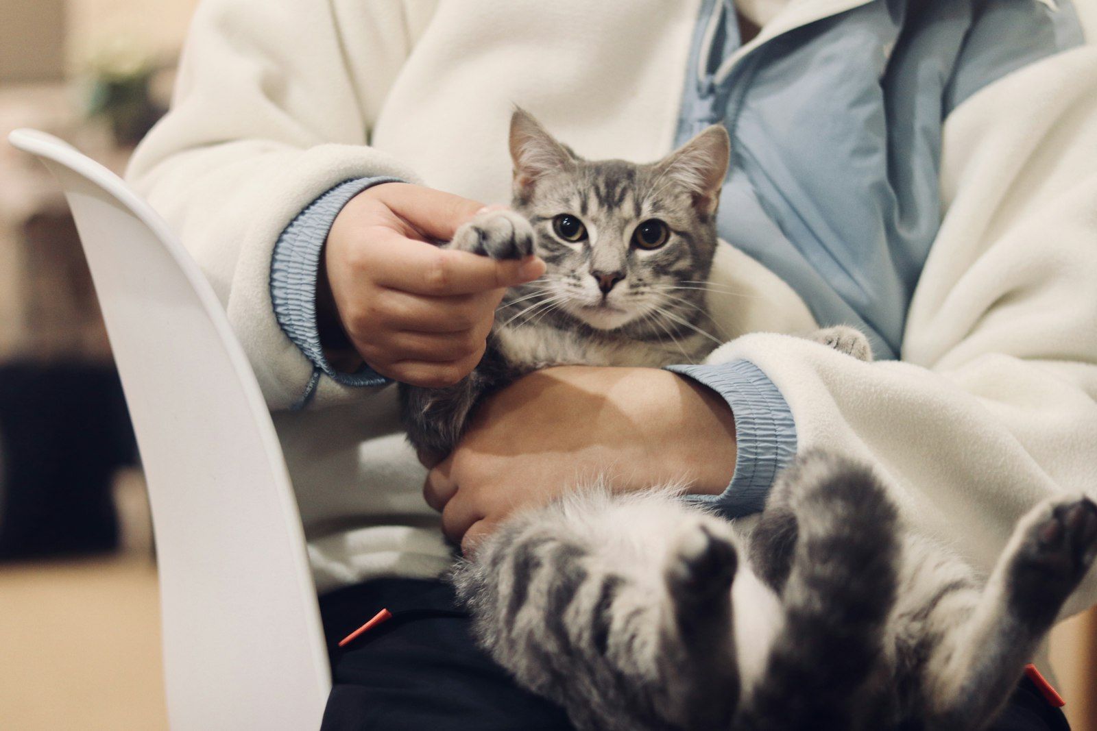 Tabby cat held by its owner