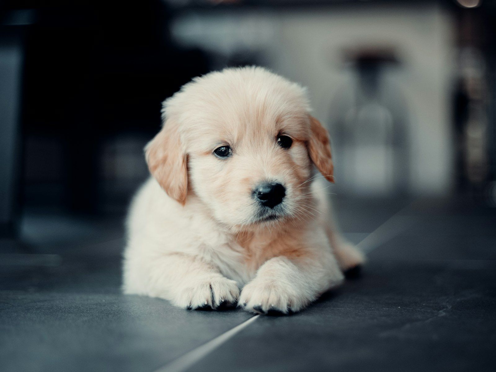 Golden retriever puppy lying down