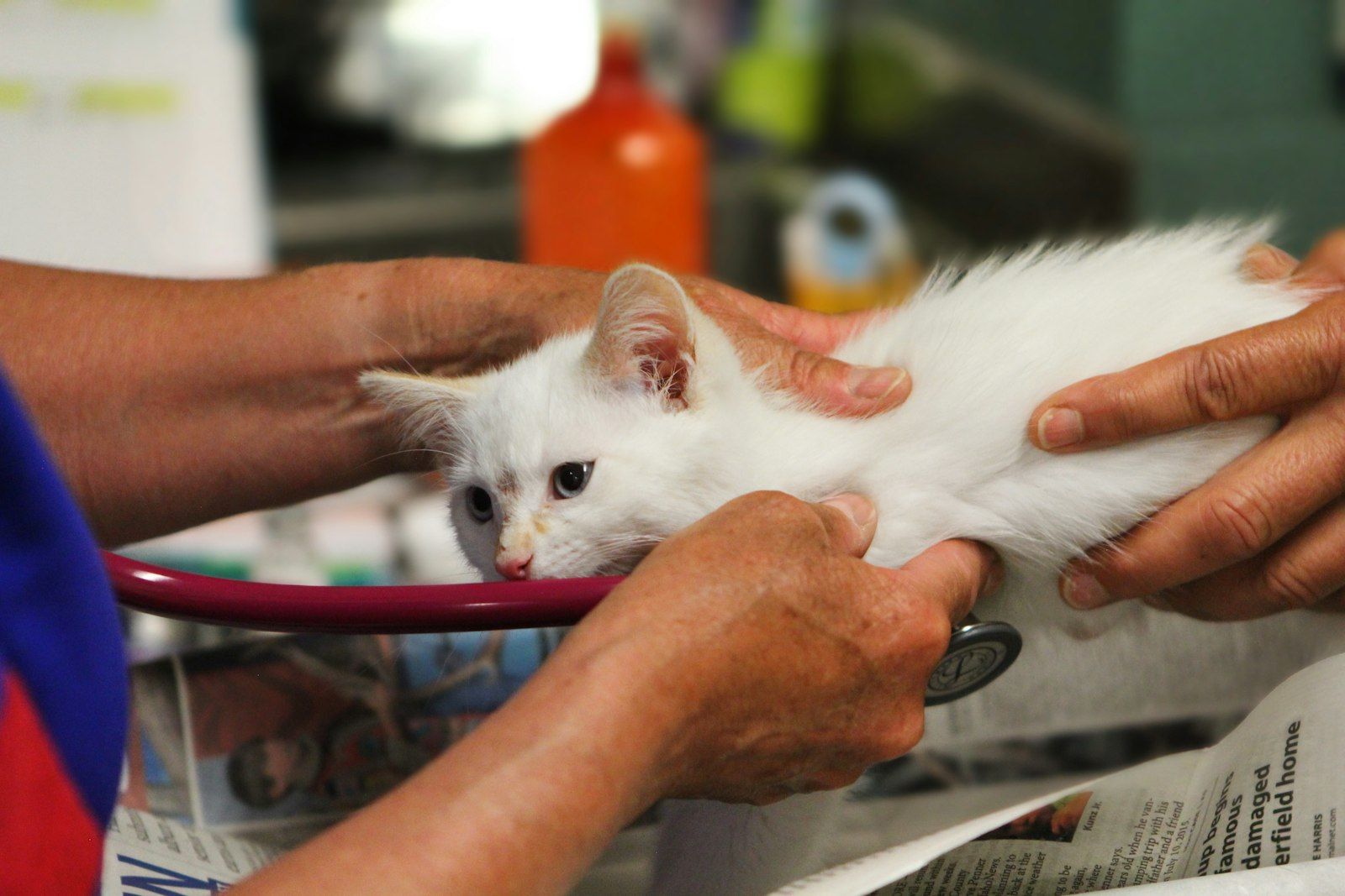 Kitten being examined with a stethoscope