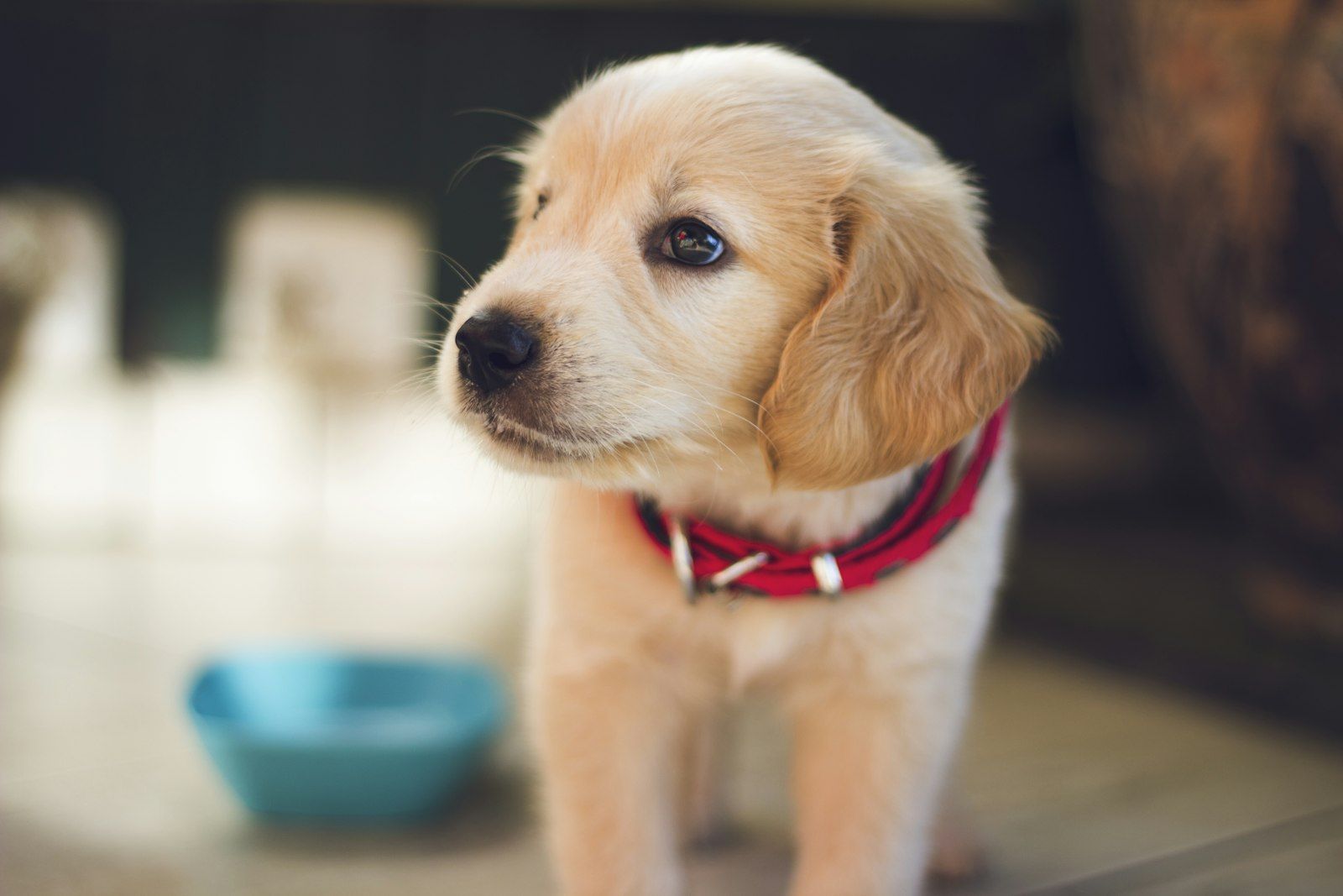 Golden retriever puppy