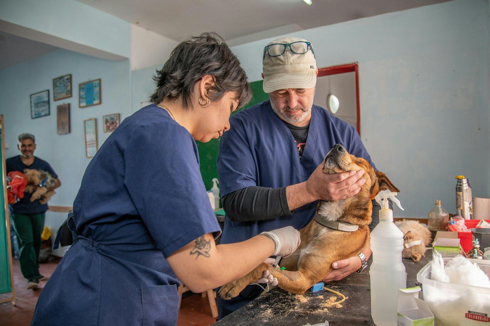 Veterinary technicians caring for a dog