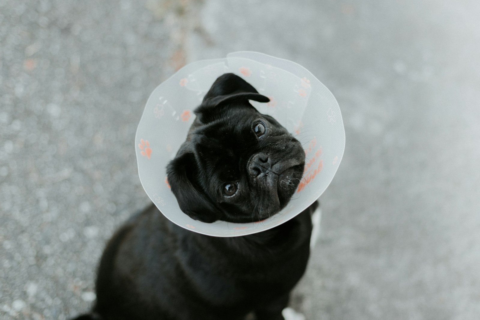 Small dog wearing a recovery cone