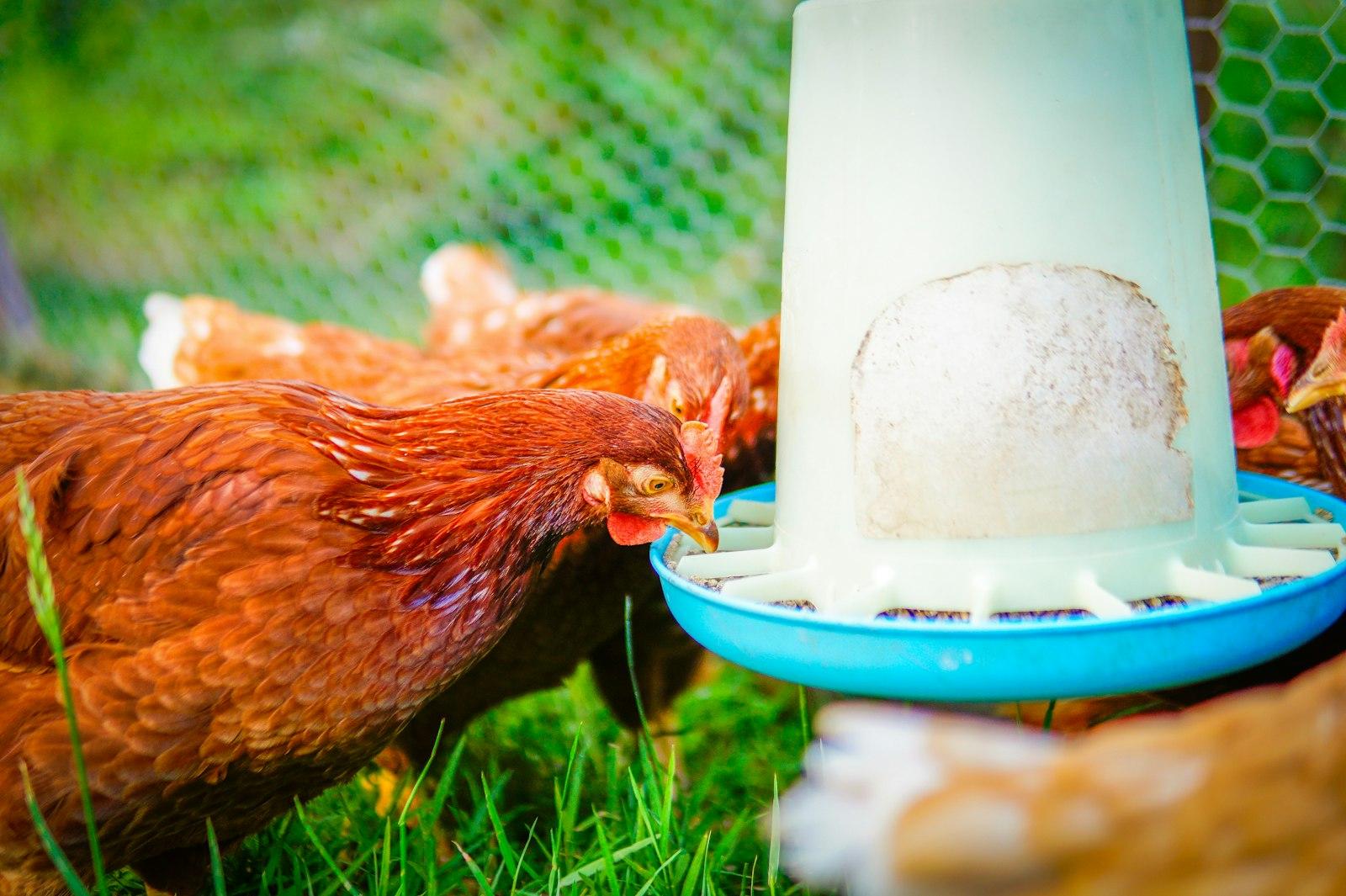 Backyard hens