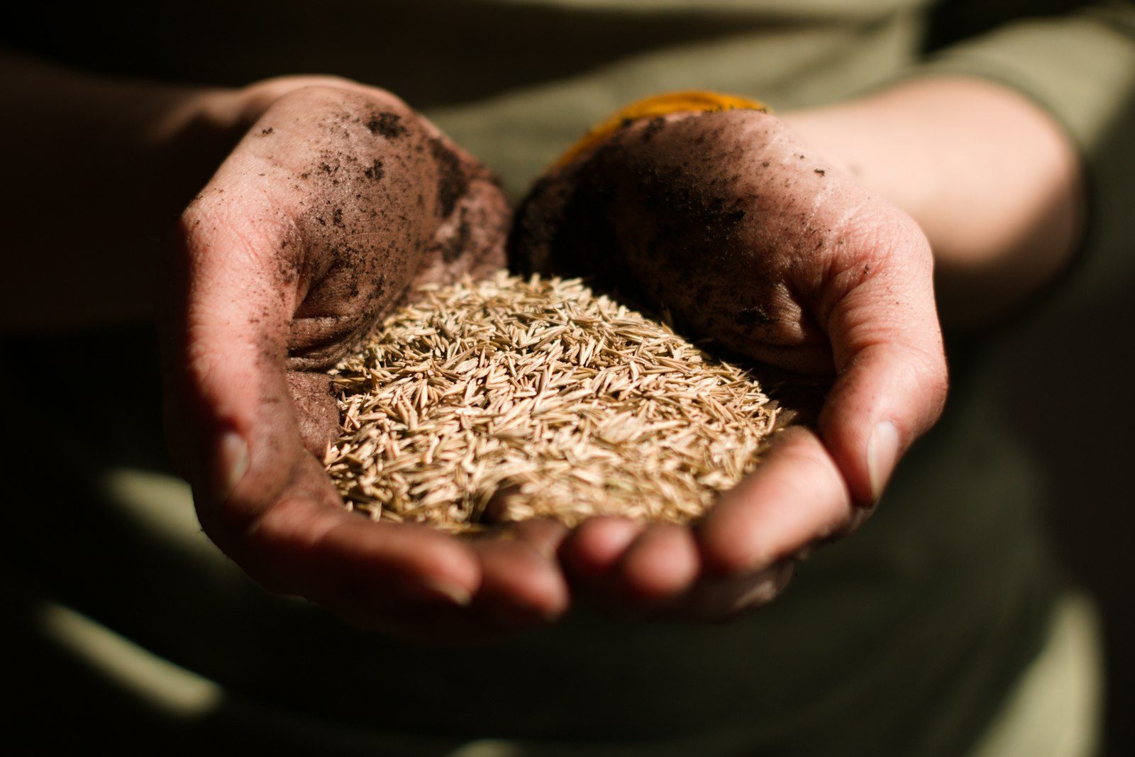 Hands holding seed