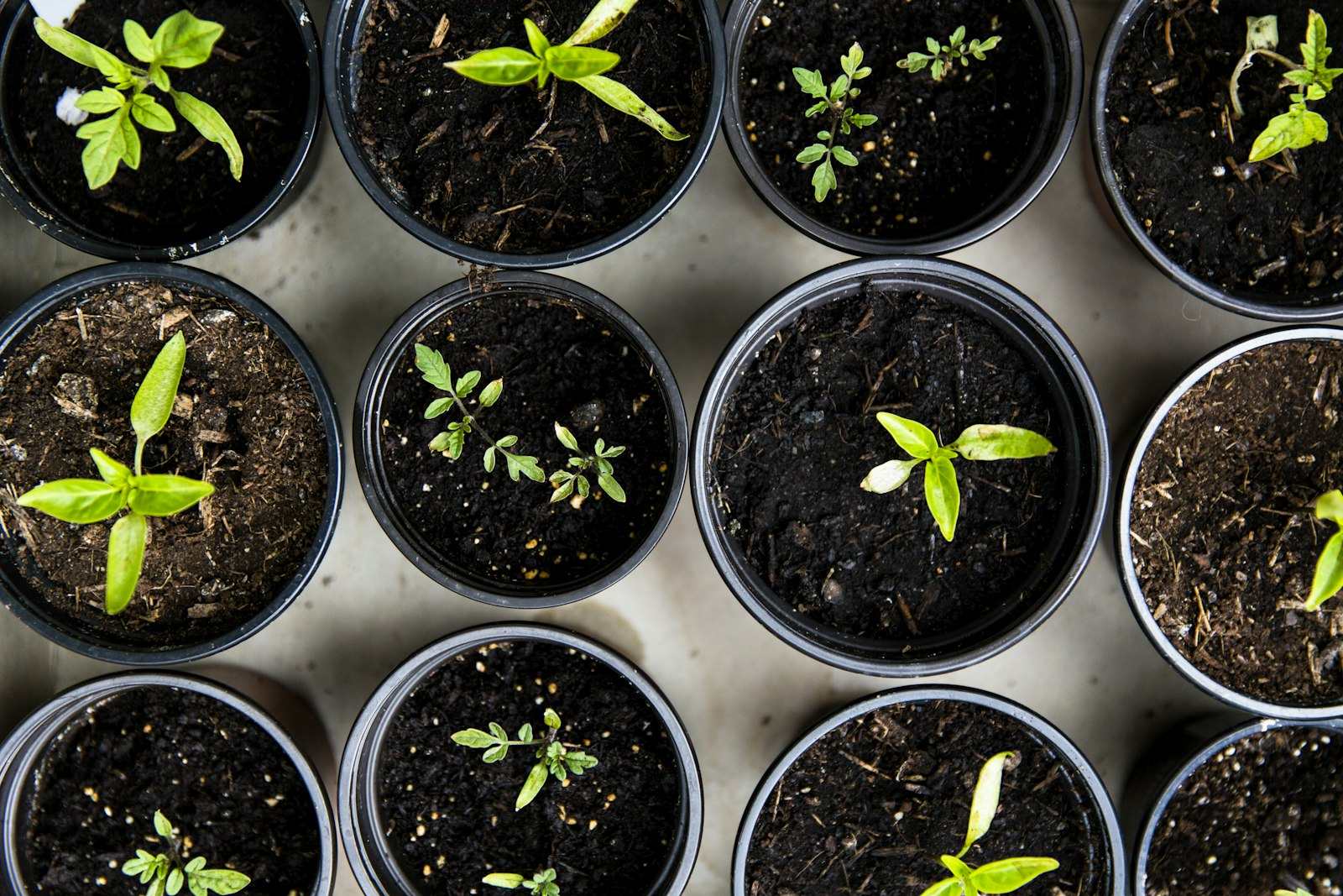 Seedlings in trays