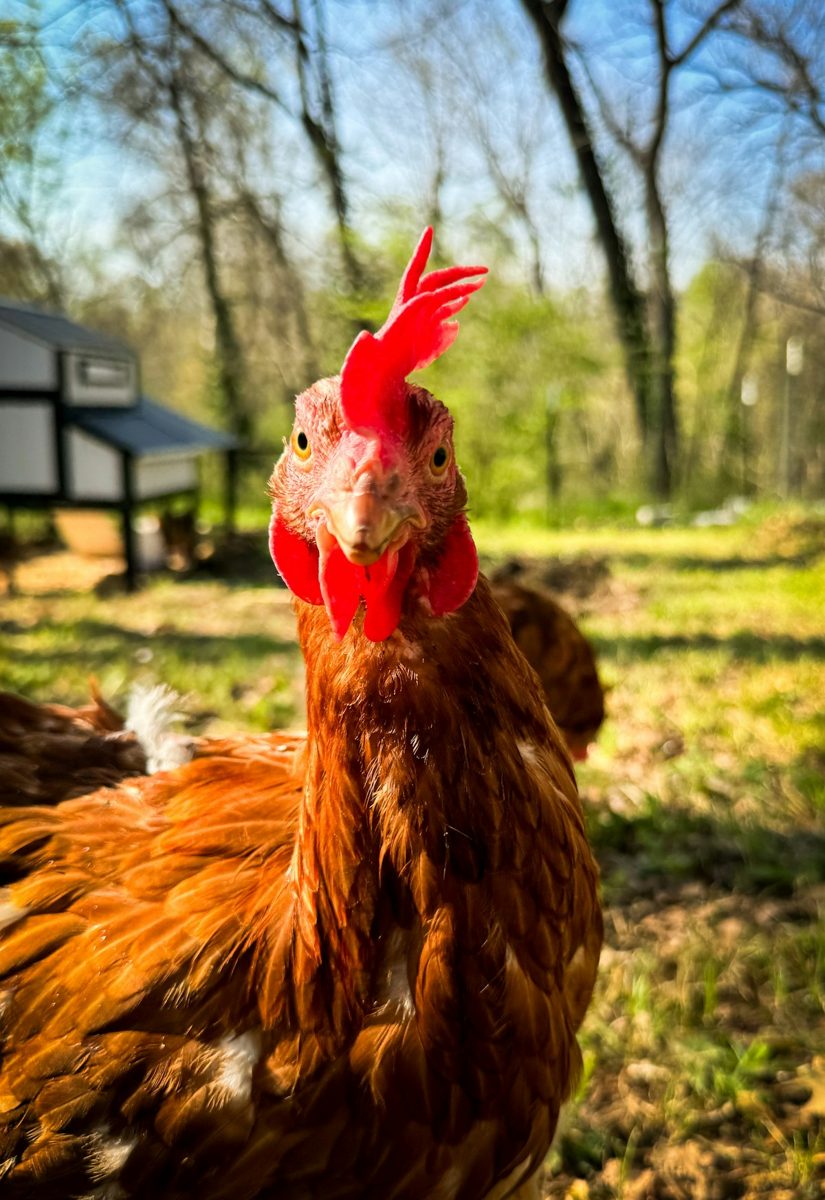A brown chicken with a red comb looks forward