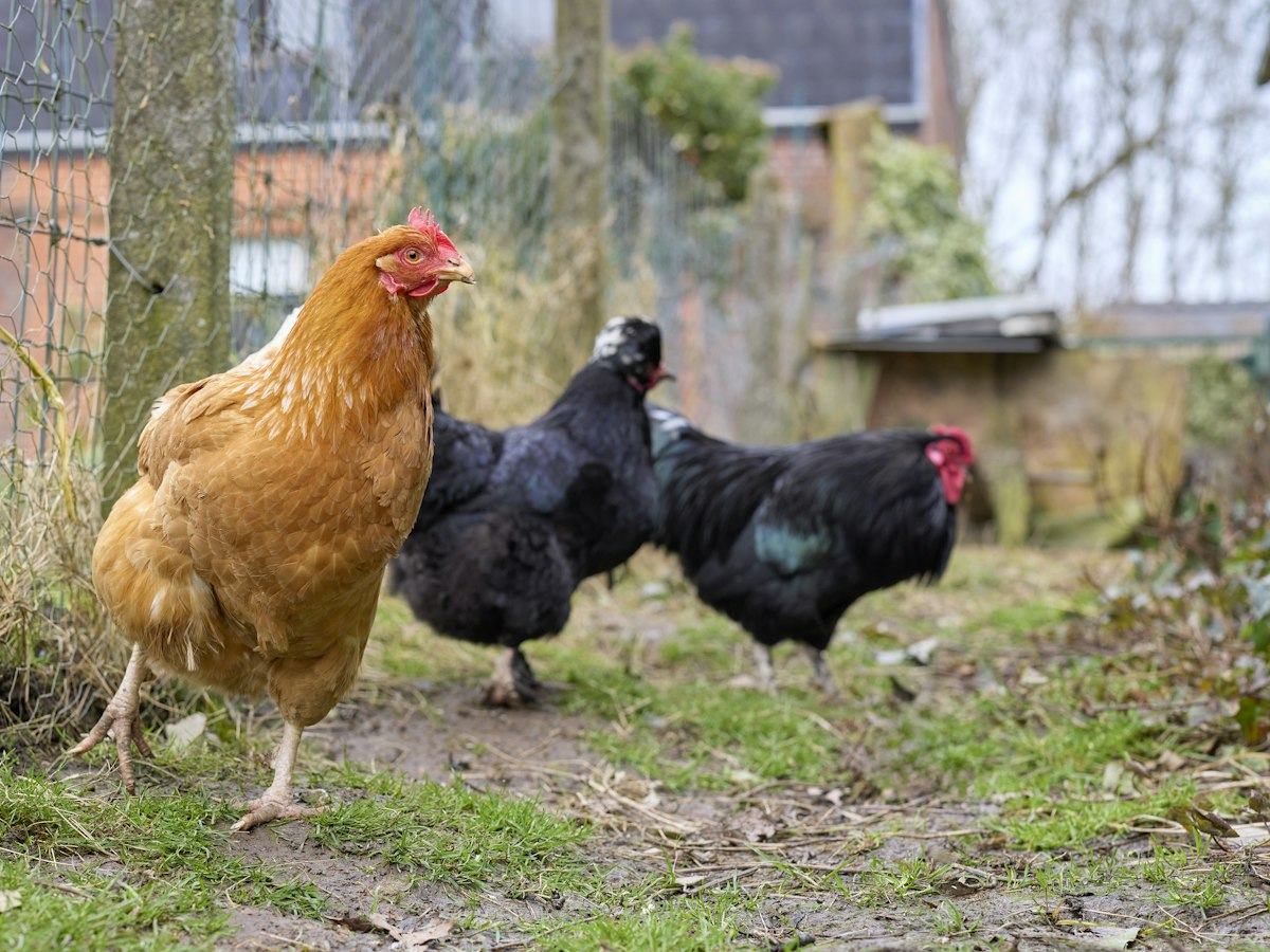 Three chickens standing in a grassy outdoor area