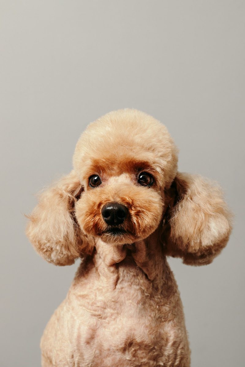 A dog looking at the camera