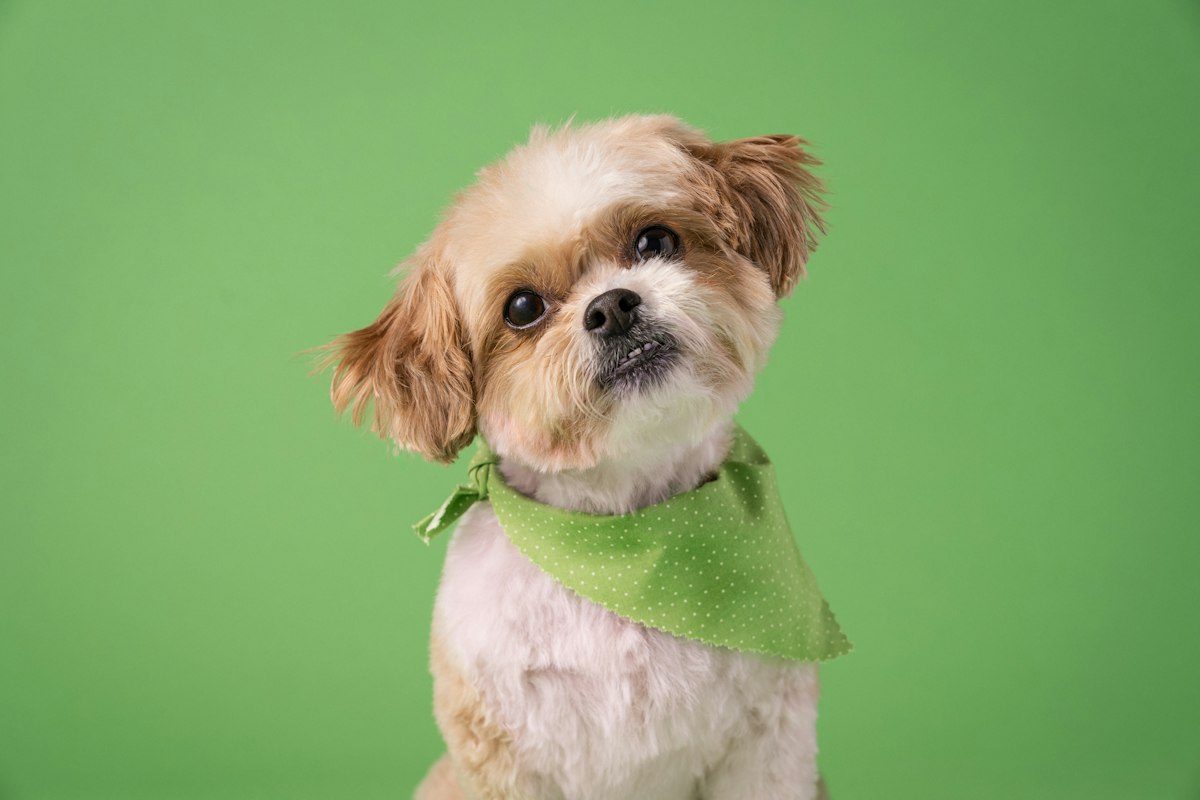 A small brown and white dog wearing a green bandana