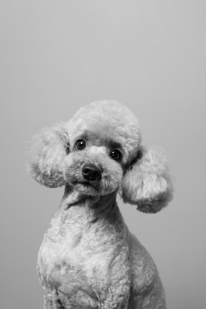 A dog with a fluffy tail