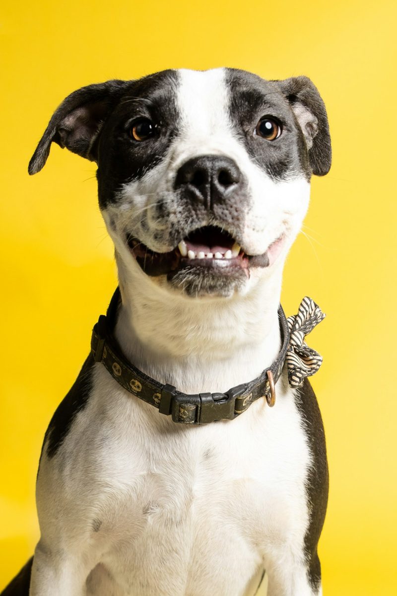 A dog with a butterfly on its head