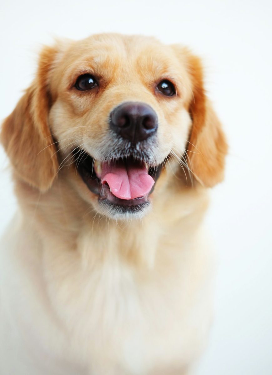 Golden retriever puppy with blue collar